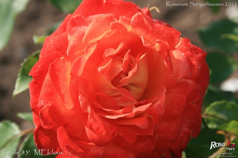 'Pigalle 85' rose photo