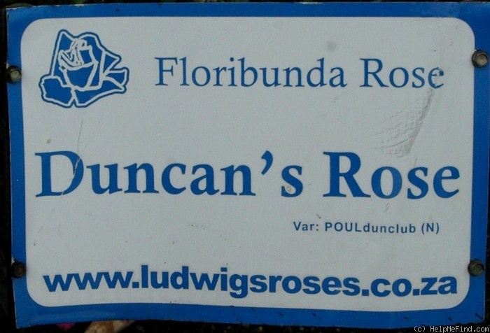 'Duncan's Rose' rose photo