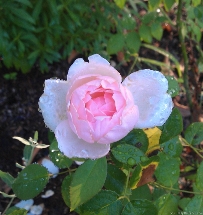 'Dawn Star' rose photo