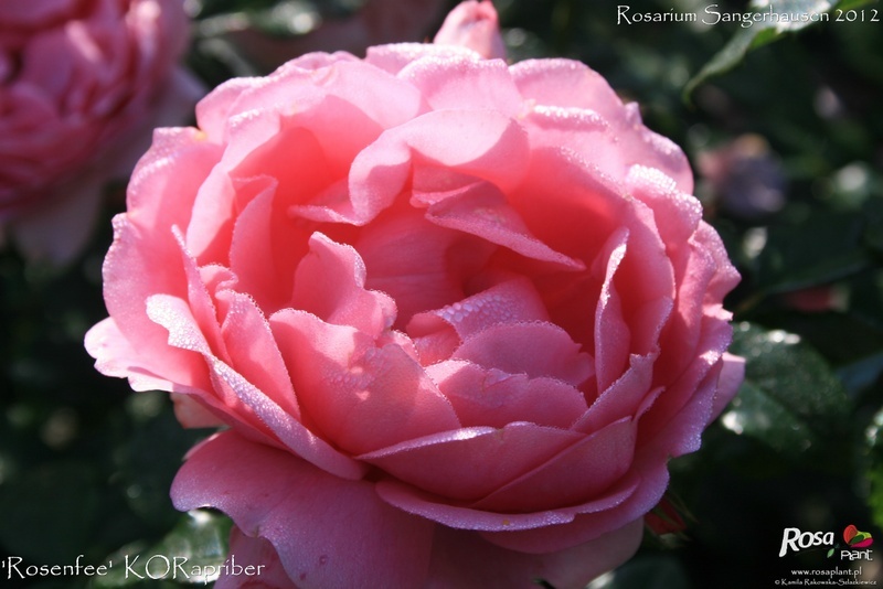 'Rosenfee ® (floribunda, Kordes 2006)' rose photo