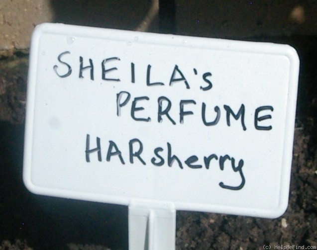 'Sheila's Perfume (Floribunda, Sheridan before 1979)' rose photo