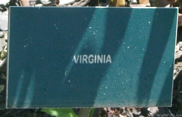 'Virginia ™ (hybrid tea, Pekmez, 1994)' rose photo