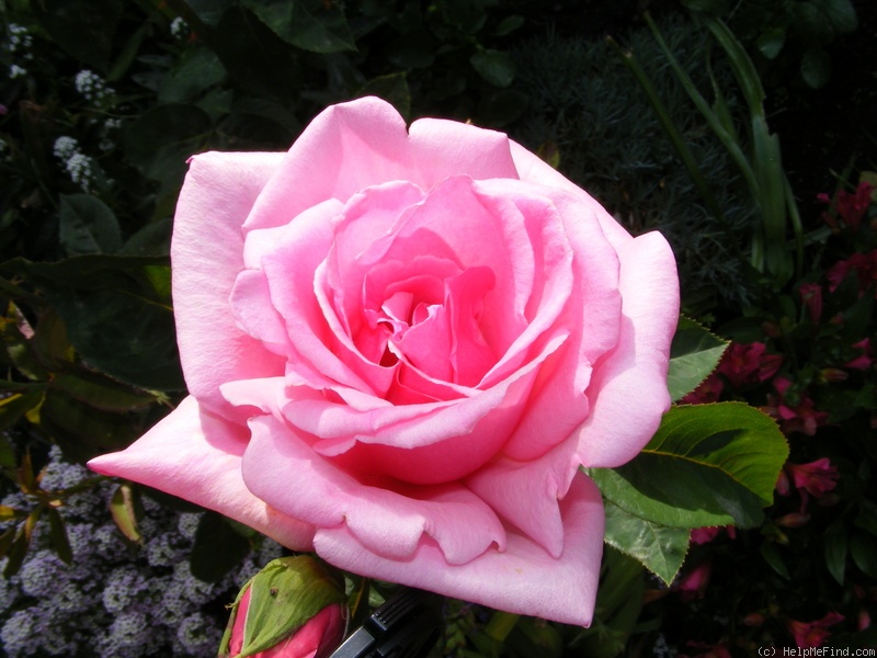 'Ultimate Pink ™' rose photo