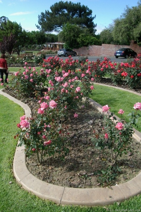 'Dolce Vita ® (hybrid tea, Delbard, 1971)' rose photo