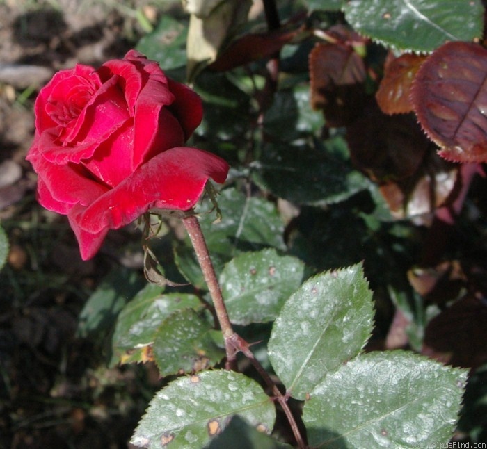 'Red and Fragrant' rose photo