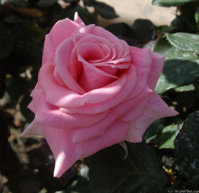 'Esther Geldenhuys' rose photo