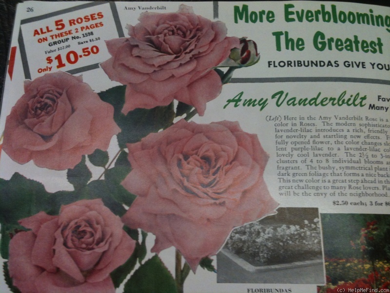 'Amy Vanderbilt (Floribunda, Boerner, 1956)' rose photo