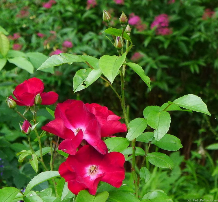 'Anda' rose photo