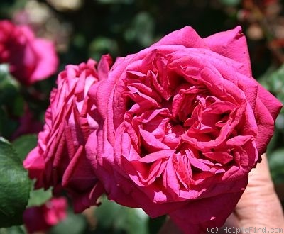 'Ruffled Burgundy' rose photo