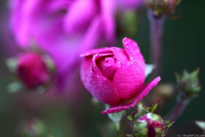 'Princesse Violette' rose photo