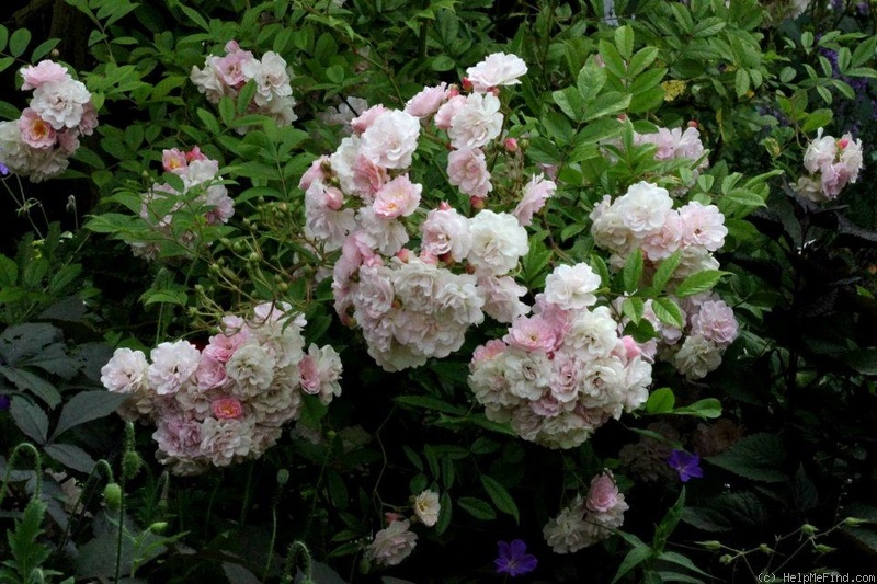 'Mélanie (shrub, Foucart, 2007)' rose photo