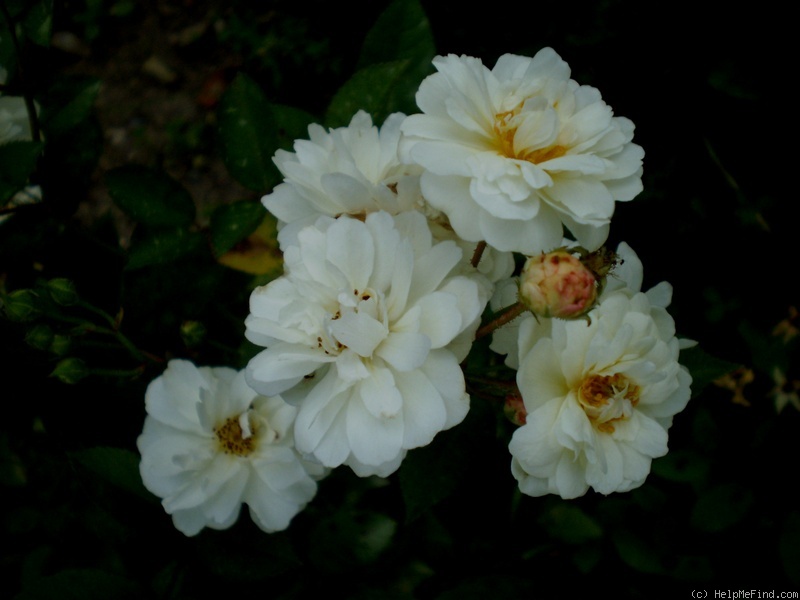 'Irene von Dänemark' rose photo