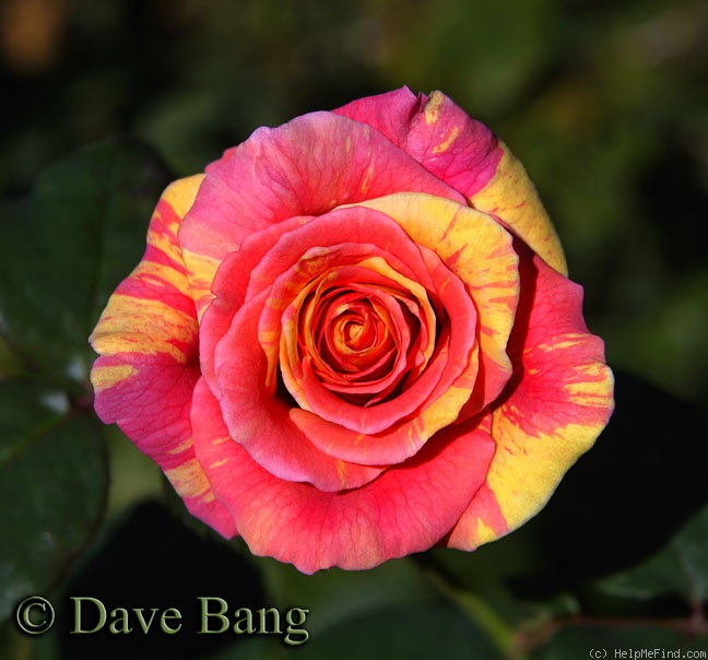'Flash in the Night' rose photo