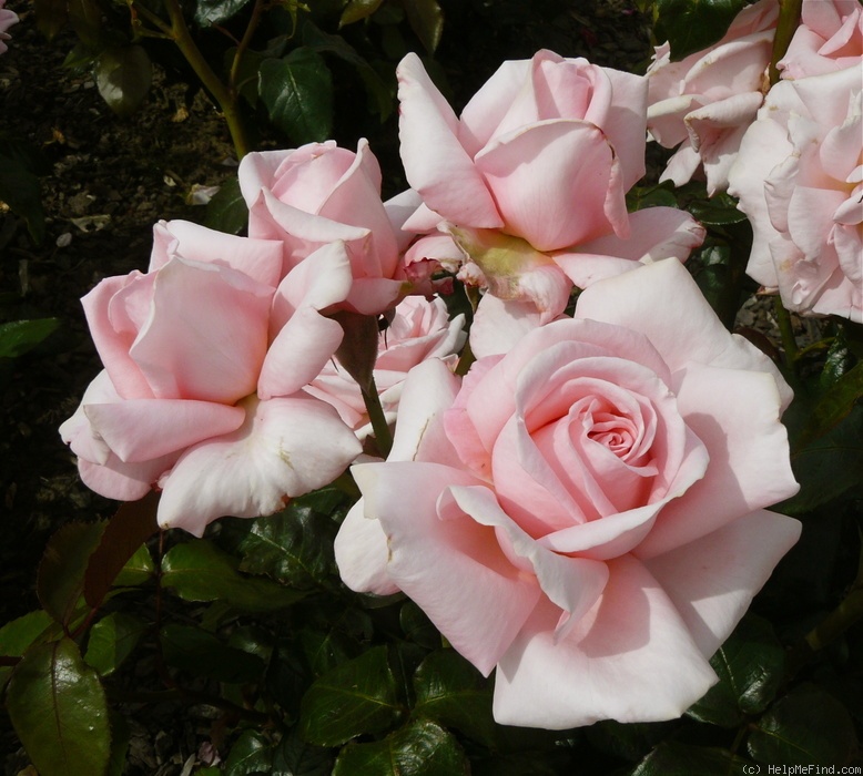 'Aotearoa' rose photo
