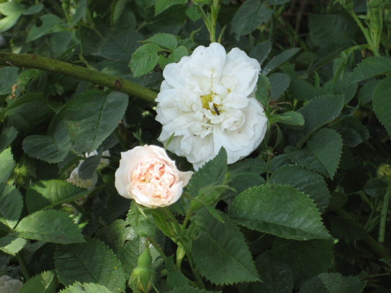 'Jacobite Rose' rose photo
