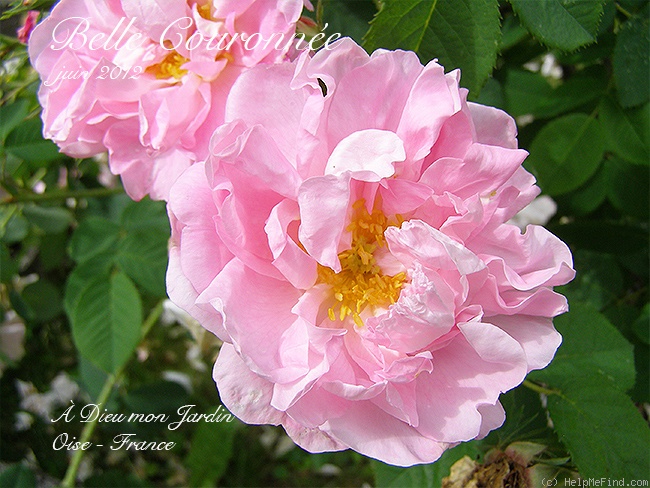 'Belle Couronnée' rose photo