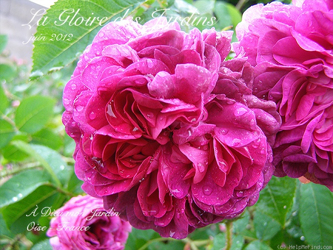 'La Gloire des Jardins' rose photo