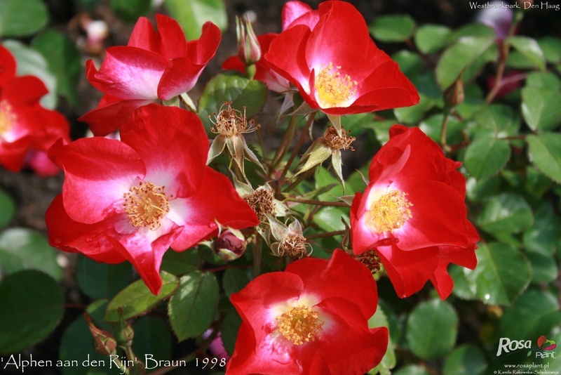 'Alphen aan den Rijn' rose photo