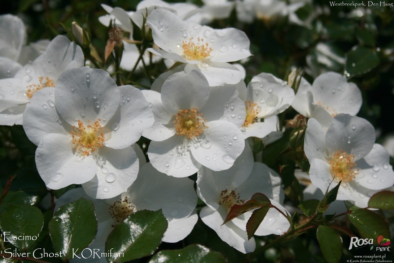 'Escimo ® (shrub, Kordes, 1991/2006)' rose photo