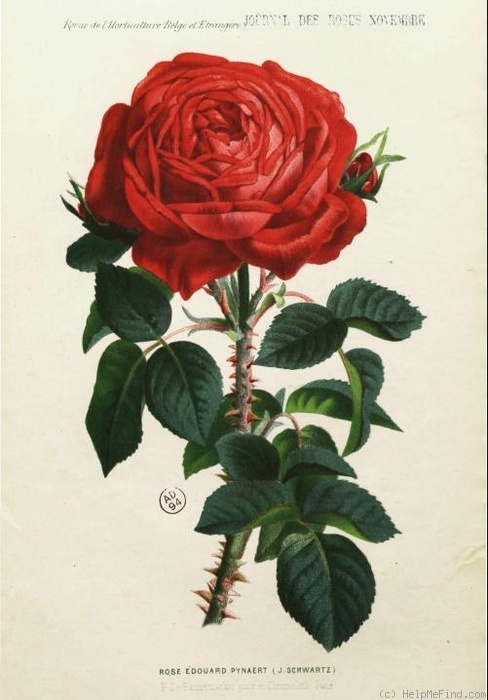'Edouard Pynaert' rose photo