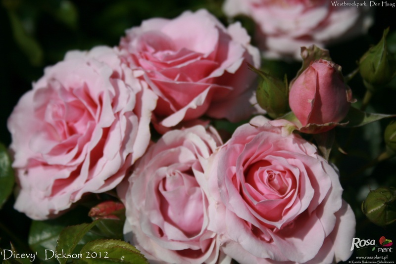 'DICevy' rose photo