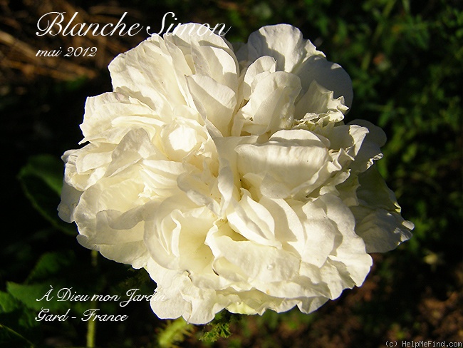 'Blanche Simon' rose photo