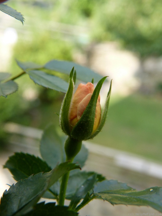 'Peach Compact Meidiland ®' rose photo