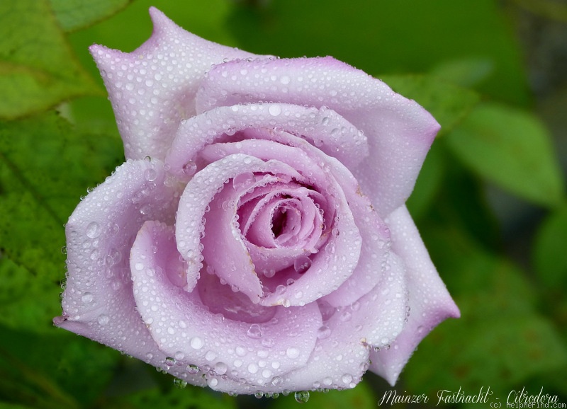 'Mainzer Fastnacht' rose photo