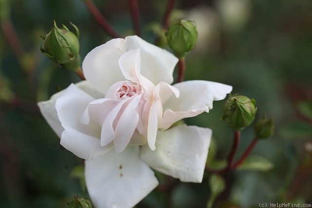 'Alexandre Trémouillet' rose photo