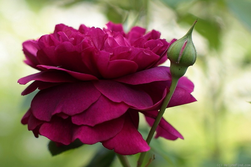 'Tradescant' rose photo