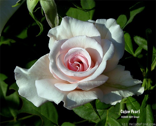 'Cajun Pearl' rose photo