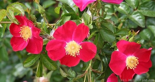 'Virginian Cherry Red' rose photo
