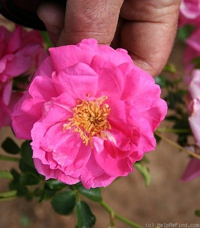 'Virginian Double Pink' rose photo