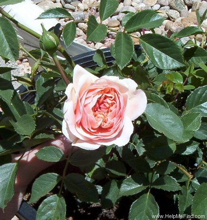 'Anne Boleyn' rose photo