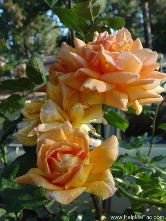 'Bronze Masterpiece' rose photo