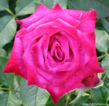 'Wild Plum ™' rose photo