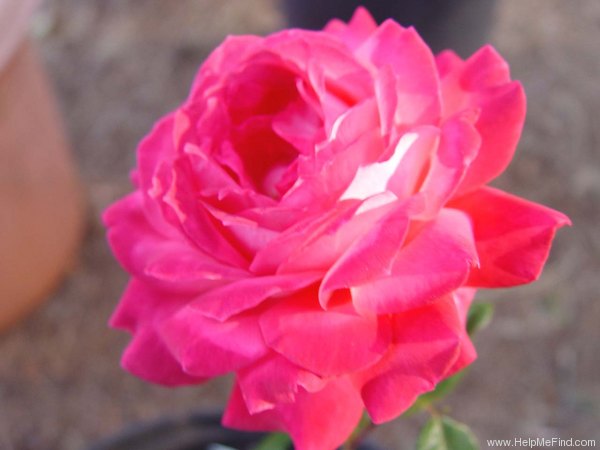 'Isabel de Ortiz' rose photo