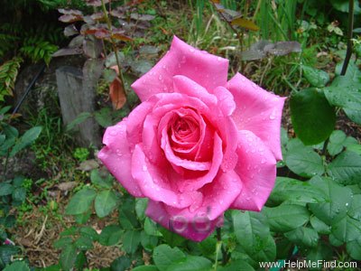 'Olde Fragrance' rose photo