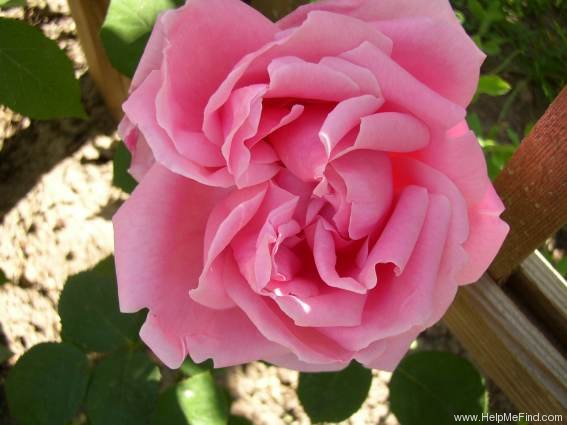 'Madame Caroline Testout, Cl.' rose photo