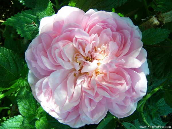 'Sonia Rykiel ®' rose photo