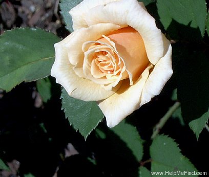 'Pan America' rose photo