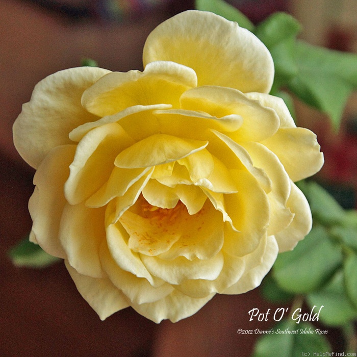 'Pot-o-gold' rose photo
