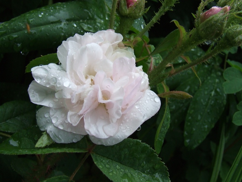 'Alfred de Dalmas' rose photo