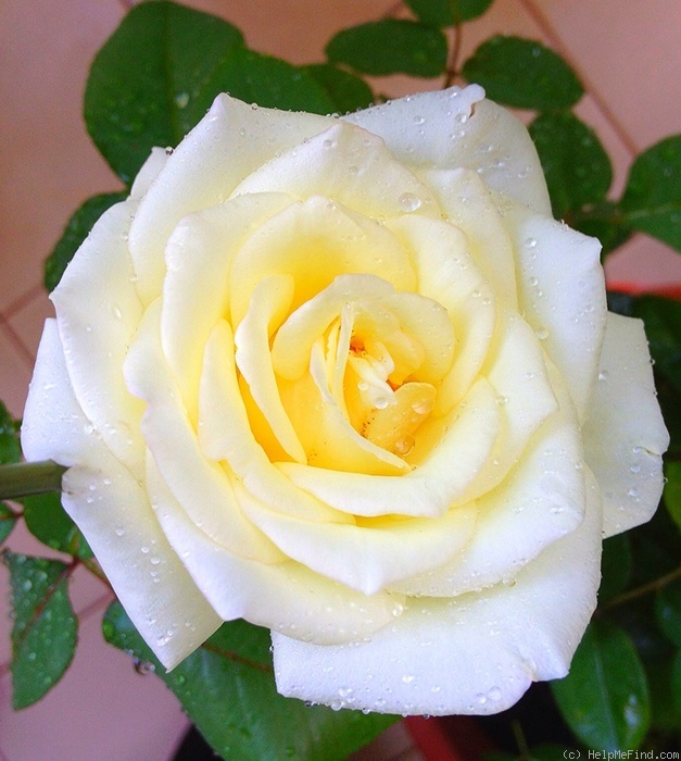 'White Cockade' rose photo