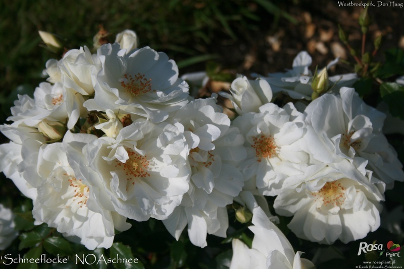 'Schneeflocke (floribunda, Noack 1991)' rose photo