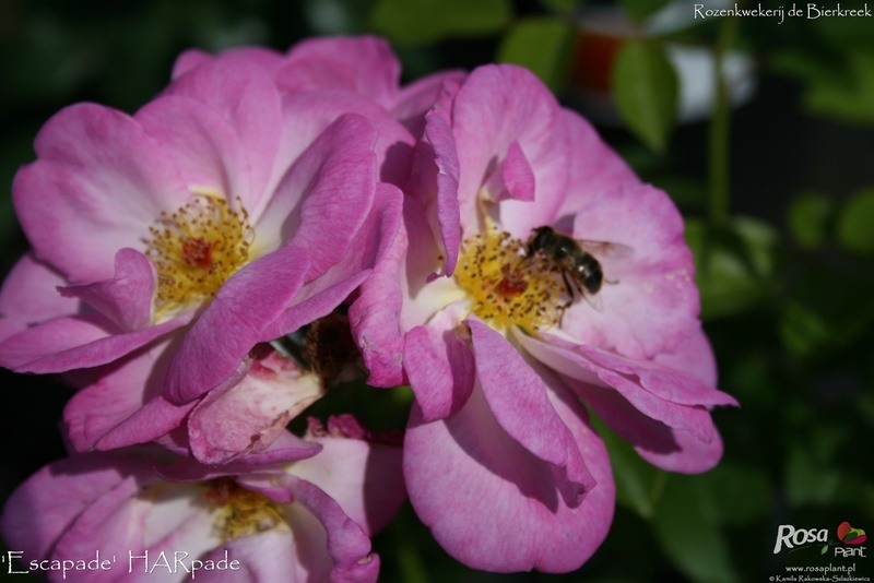 'Escapade ® (Floribunda, Harkness, 1962)' rose photo