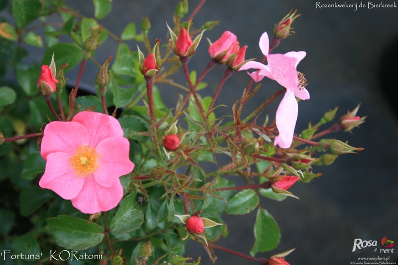 'Fortuna ® (floribunda, Kordes 2002)' rose photo