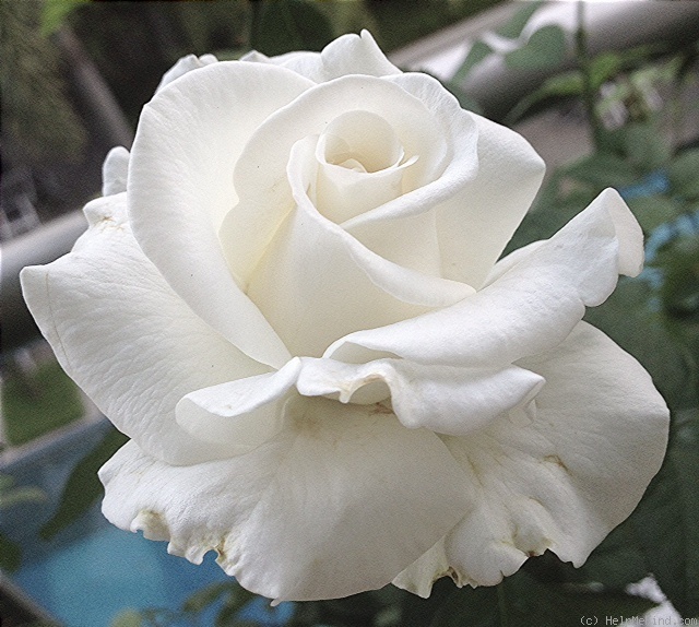 'Crystalline ™ (hybrid tea, Carruth 1987)' rose photo