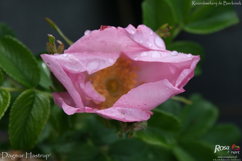 'Dagmar Hastrup' rose photo