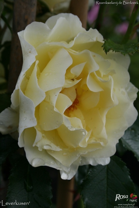 'Leverkusen' rose photo